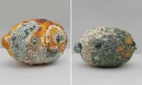 ساخت دکوری های زیبا با الگو از زشتی های کپک