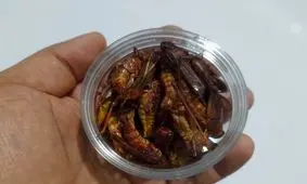 سوسک هم قیمتی شد/ ۲۰ هزار عدد ۵ میلیون تومان!