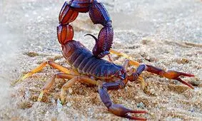 مرگ تلخ کودک 4 ساله با نیش عقرب