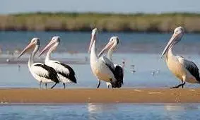 عکس های دیدنی وجالب روز، از پلیکان های مهاجر تا مراسم تشییع خواننده مشهور