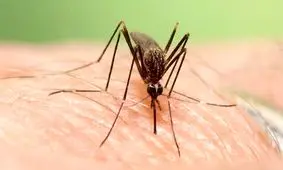 علائم تب دنگی چیست؟/ اینفوگرافیک