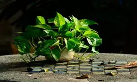 پنج گیاه آپارتمانی برای مقابله با آلودگی هوا