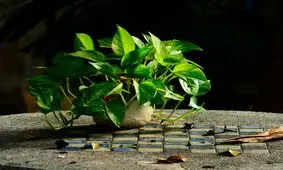 پنج گیاه آپارتمانی برای مقابله با آلودگی هوا