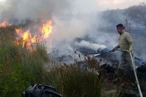 آتش بخشی از «شبه جزیره میانکاله» را در برگرفت