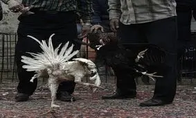  نبرد خروس‌های گلادیاتور