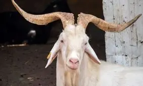 بز «اَسمری» افغانستان؛ بزی شگفت‌انگیز که باهوش‌ترین بز جهان است