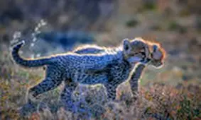 گول ظاهر این ۱۵ حیوان بامزه‌، اما کشنده را نخورید!