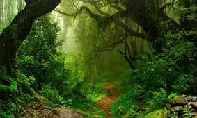 جنگل های آمازون در حال رسیدن به نقطه بی بازگشت