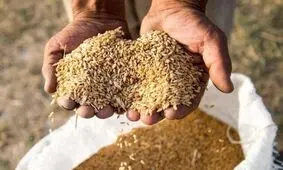 توقیف کامیون حامل 17 تن جو قاچاق در رفسنجان