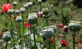 آزاد شدن کشت «خشخاش»؟