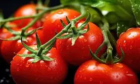 گوجه فرنگی در آستانه انقراض