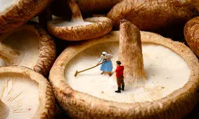  دنیای مینیاتوری آدم کوتوله ها/ عکس
