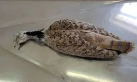 علت مرگ هوبره در نهبندان آنفلوآنزای پرندگان نیست