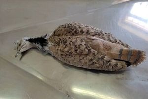 علت مرگ هوبره در نهبندان آنفلوآنزای پرندگان نیست
