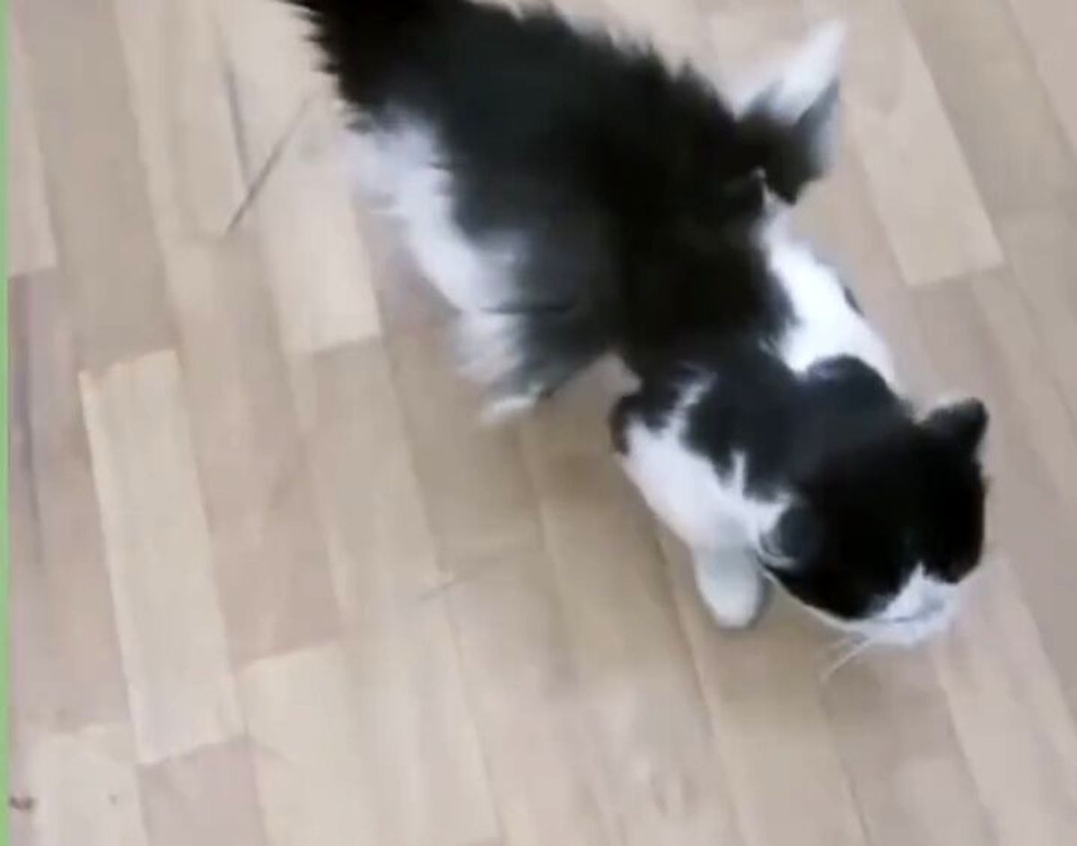 گربه بالدار در کرمان همچنان خبر ساز است/ دامپزشکی : هنوز این موجود را مشاهده نکرده ایم؛ شاید عجیب الخلقه باشد