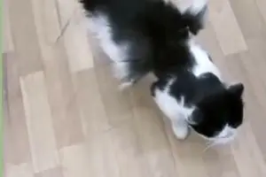 گربه بالدار در کرمان همچنان خبر ساز است/ دامپزشکی : هنوز این موجود را مشاهده نکرده ایم؛ شاید عجیب الخلقه باشد