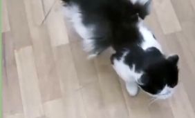 گربه بالدار در کرمان همچنان خبر ساز است/ دامپزشکی : هنوز این موجود را مشاهده نکرده ایم؛ شاید عجیب الخلقه باشد