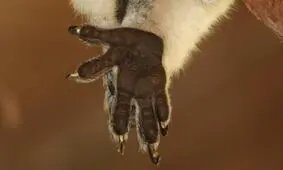 چگونه نفرین 5 دامن‌گیر انسان و دیگر پستانداران شد؟

