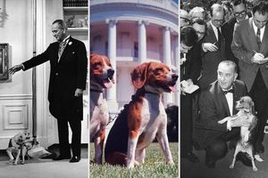 حیوانات خانگی روسای جمهور آمریکا در کاخ سفید/ عکس
