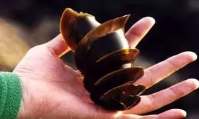 تخم کوسه تا به حالا دیده بودید؟/ ویدئو 