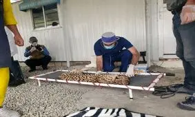 بعید است «پیروز» اصلا متوجه شود «توران و آذر» ماده هستند