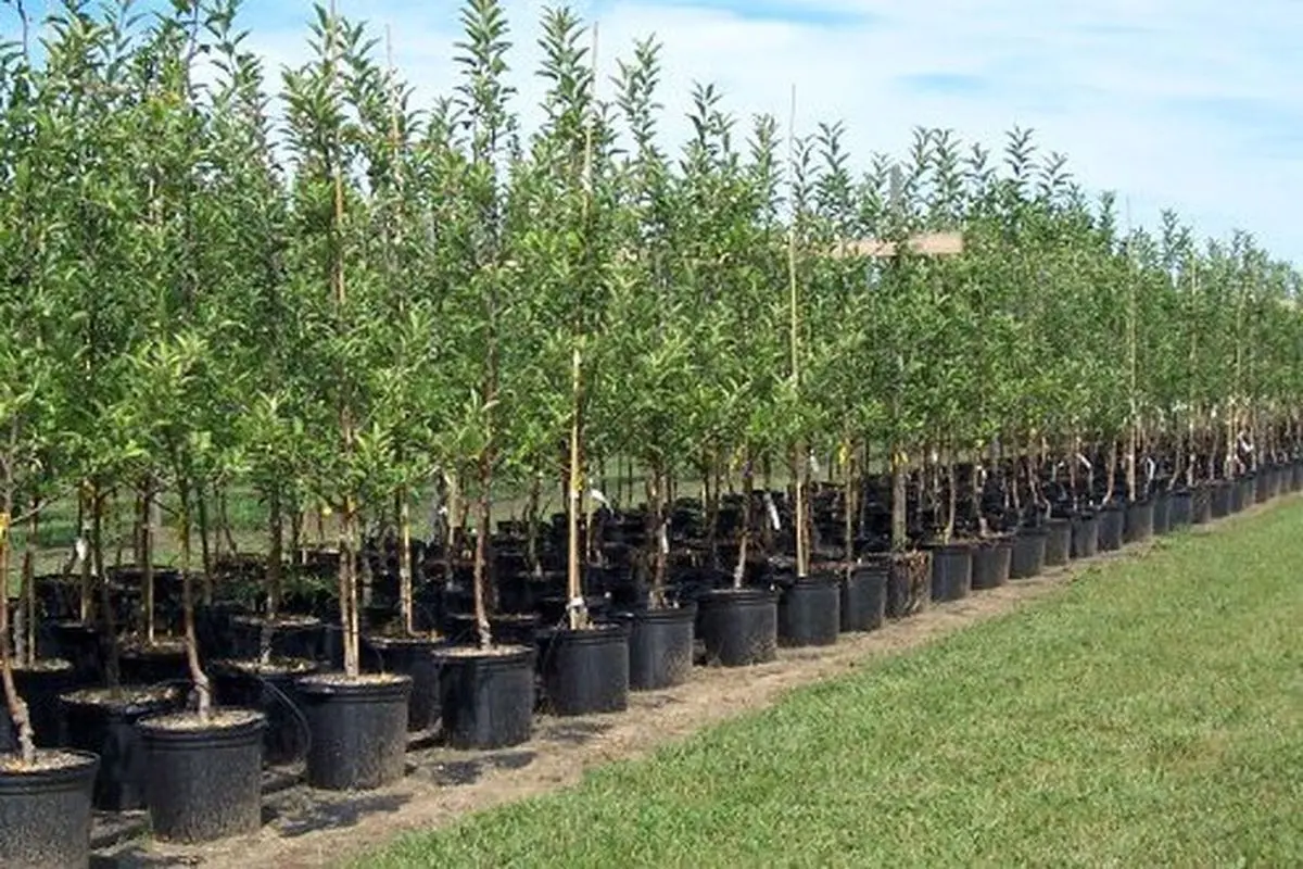 توزیع نهال رایگان در ۲۲بوستان منتخب پایتخت به مناسبت روز طبیعت