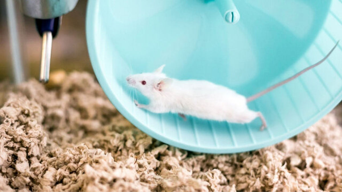 ذرات "خون جوان" و کمک به موش‌های مُسن برای مبارزه با پیری