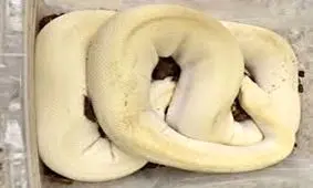 قاچاق نافرجام مار پیتون 3 متری