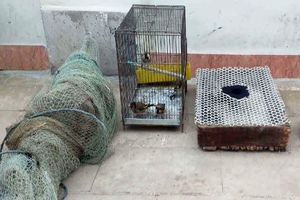 دستگیری ۴ متخلف زنده گیری پرنده سهره طلایی در مشگین شهر