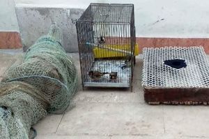 دستگیری ۴ متخلف زنده گیری پرنده سهره طلایی در مشگین شهر