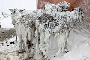 یخ زدن حیوانات در برف/ ویدئو