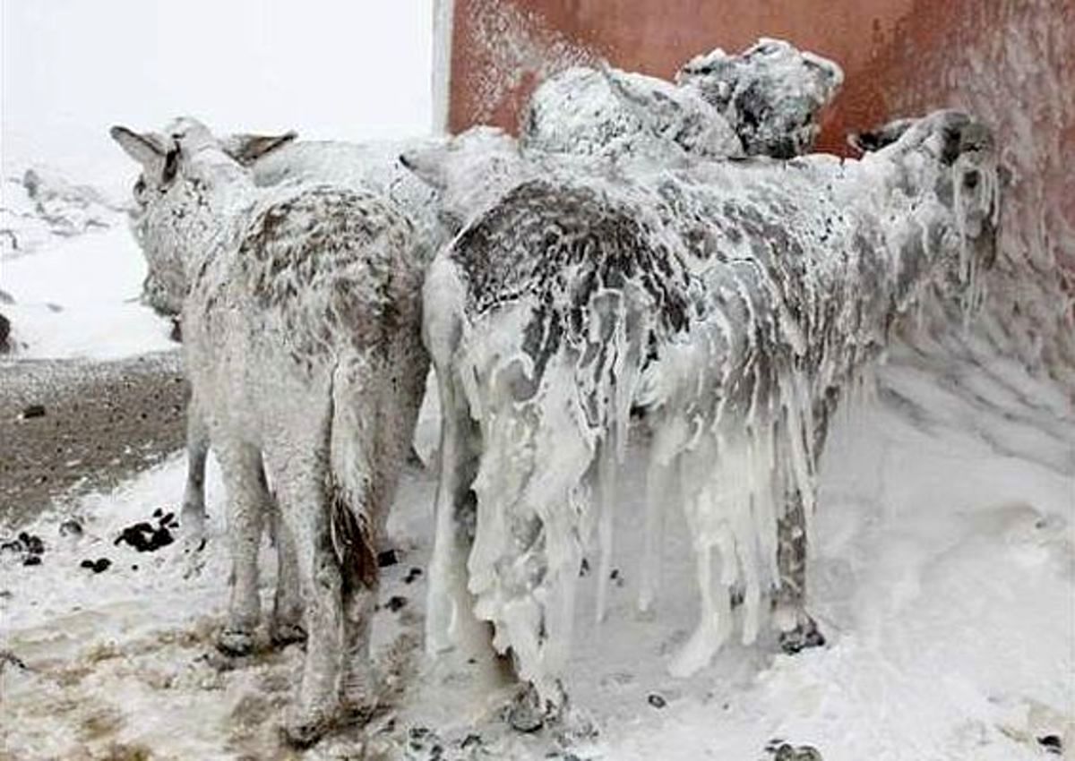 یخ زدن حیوانات در برف/ ویدئو