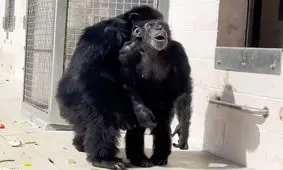  هیجان زدگی شامپانزه رها شده از اسارت با دیدن آسمان/ ویدئو

