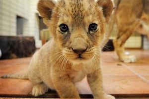 بازار داغ فروش حیوانات وحشی/ شیر و پلنگ فروشی شد/ قیمت‌ها تا ۲ میلیارد تومان!