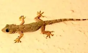 پیدا شدن مارمولک، این‌بار در نان سنگک/ ویدئو