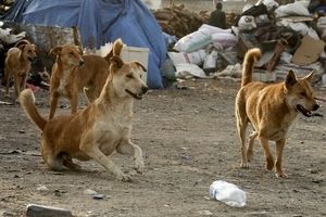 حمله خونین سگ‌ های ولگرد به کودک ۱۰ساله