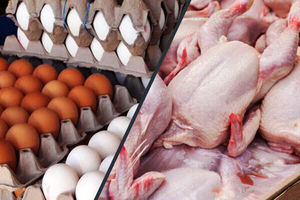 ممنوعیت صادرات مرغ و تخم‌ مرغ ایران به عراق برداشته می شود