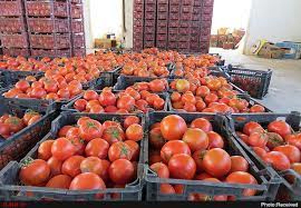 کامیون داران بار نزدند، قیمت گوجه فرنگی افزایش یافت