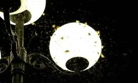 چرا حشرات جذب نور می‌شوند؟