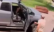 ورود غیرمنتظره خرس راننده وانت را شوکه کرد/ ویدئو