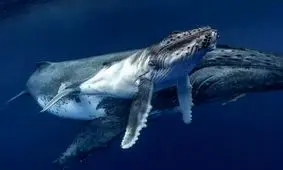 تصاویری نادر از شیر دادن نهنگ گوژپشت به بچه خود/ ویدئو