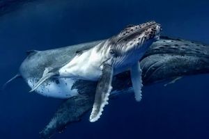 تصاویری نادر از شیر دادن نهنگ گوژپشت به بچه خود/ ویدئو