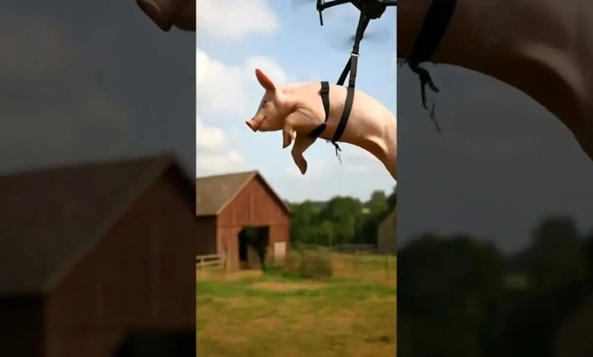 خوک پرنده، کل یک روستا را بی‌برق کرد