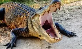  تمساح سرگردان در خیابان‌های قطیف عربستان به دام افتاد/ ویدئو