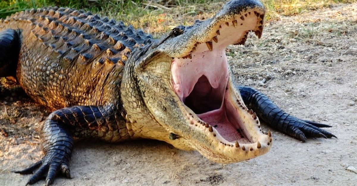  تمساح سرگردان در خیابان‌های قطیف عربستان به دام افتاد/ ویدئو