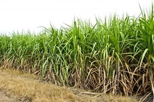 سرمایه گذاری شرکت آمریکایی_ ژاپنی در خوزستان/ واحد جدید شرکت کشت و صنعت نیشکر و پنبه تأسیس شد

