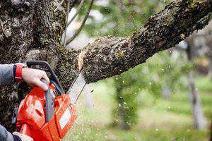 عامل قطع درختان در دالاهو دستگیر شد