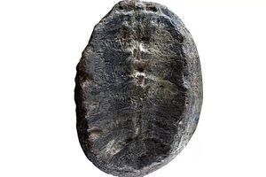 دانشمندان سرانجام به ماهیت واقعی فسیل ۱۳۲ میلیون ساله پی بردند

