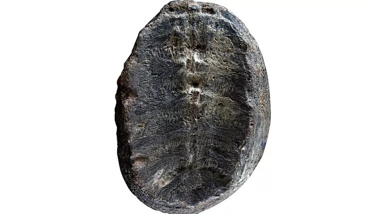 دانشمندان سرانجام به ماهیت واقعی فسیل ۱۳۲ میلیون ساله پی بردند

