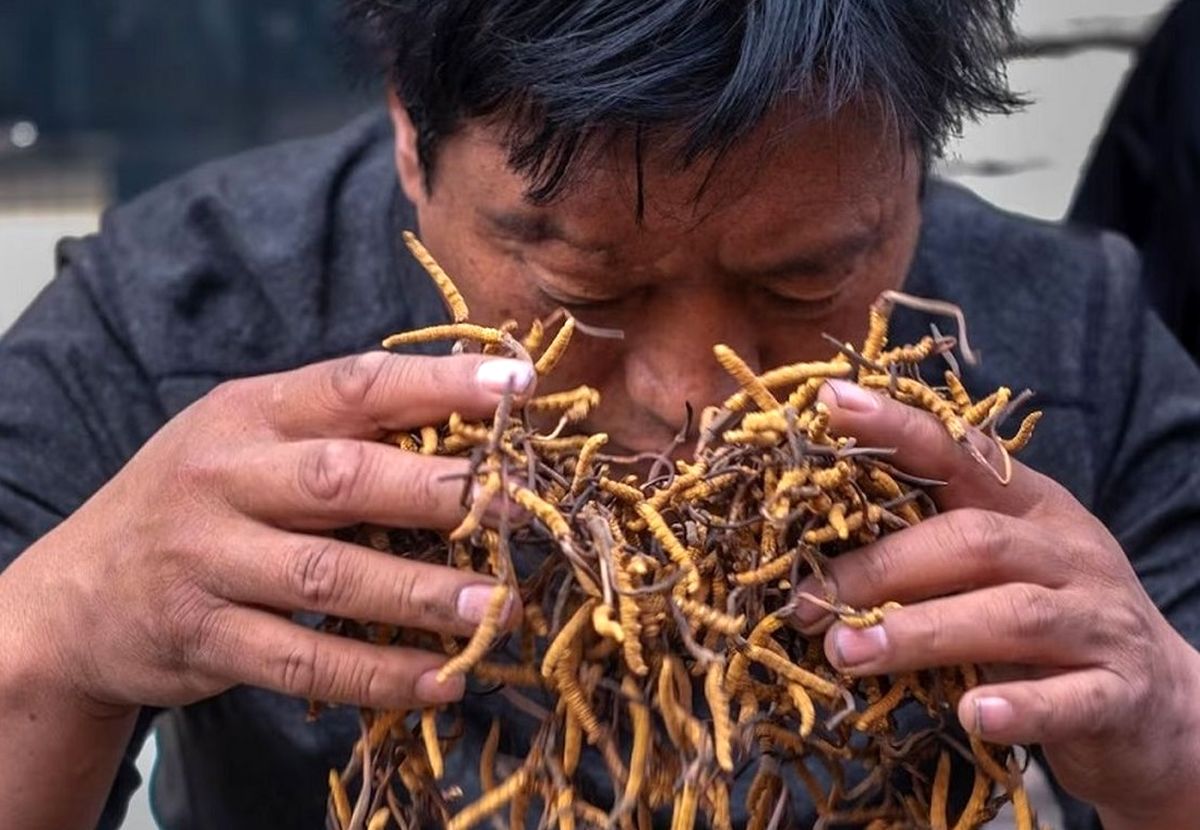 دارویی که در چین از طلا گران‌تر است: قارچ زامبی!